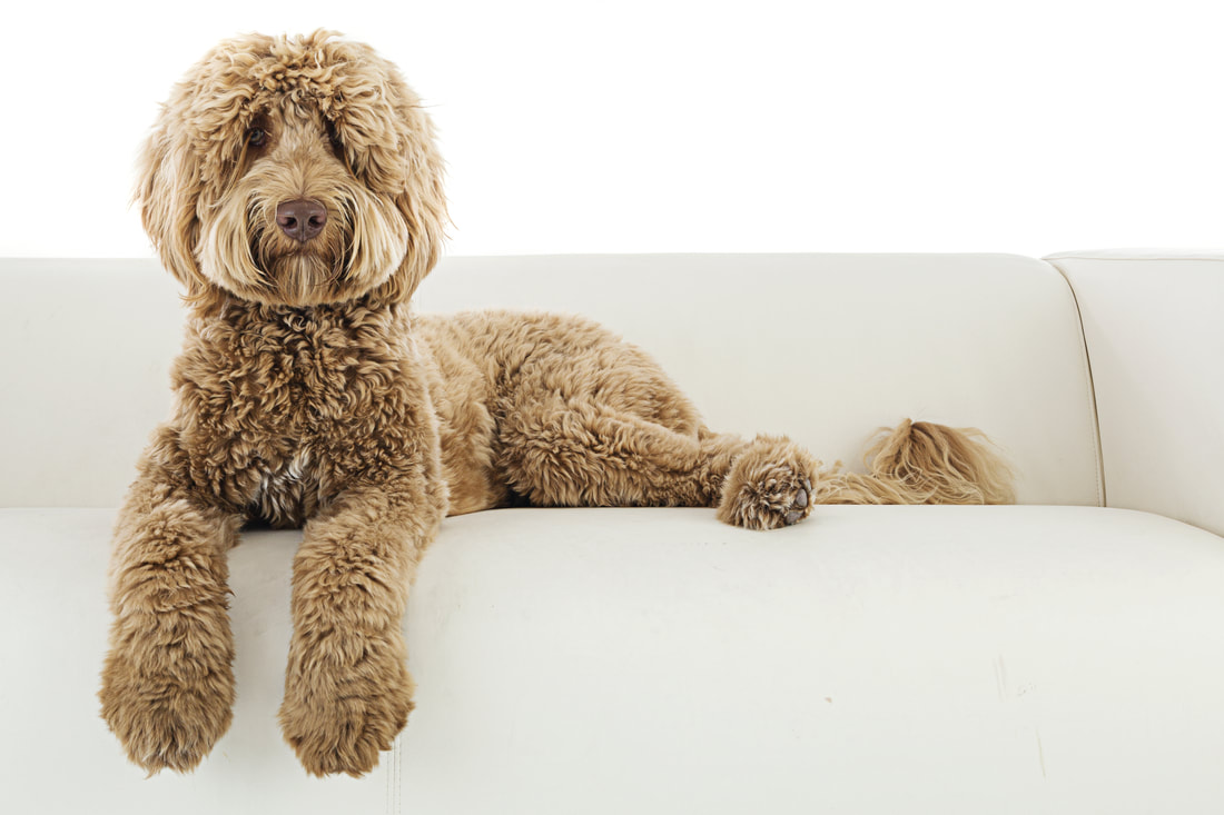 Photo of Labradoodle lying on couch.