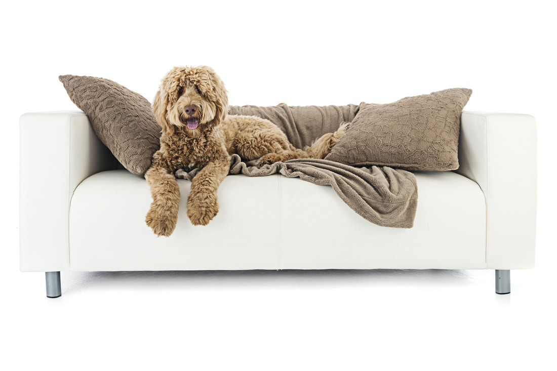 Photo of Labradoodle with tongue hanging out, lying on couch.